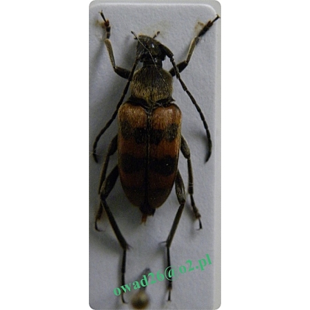 Pachytodes erraticus (Dalman,1817) Krępień zmienny